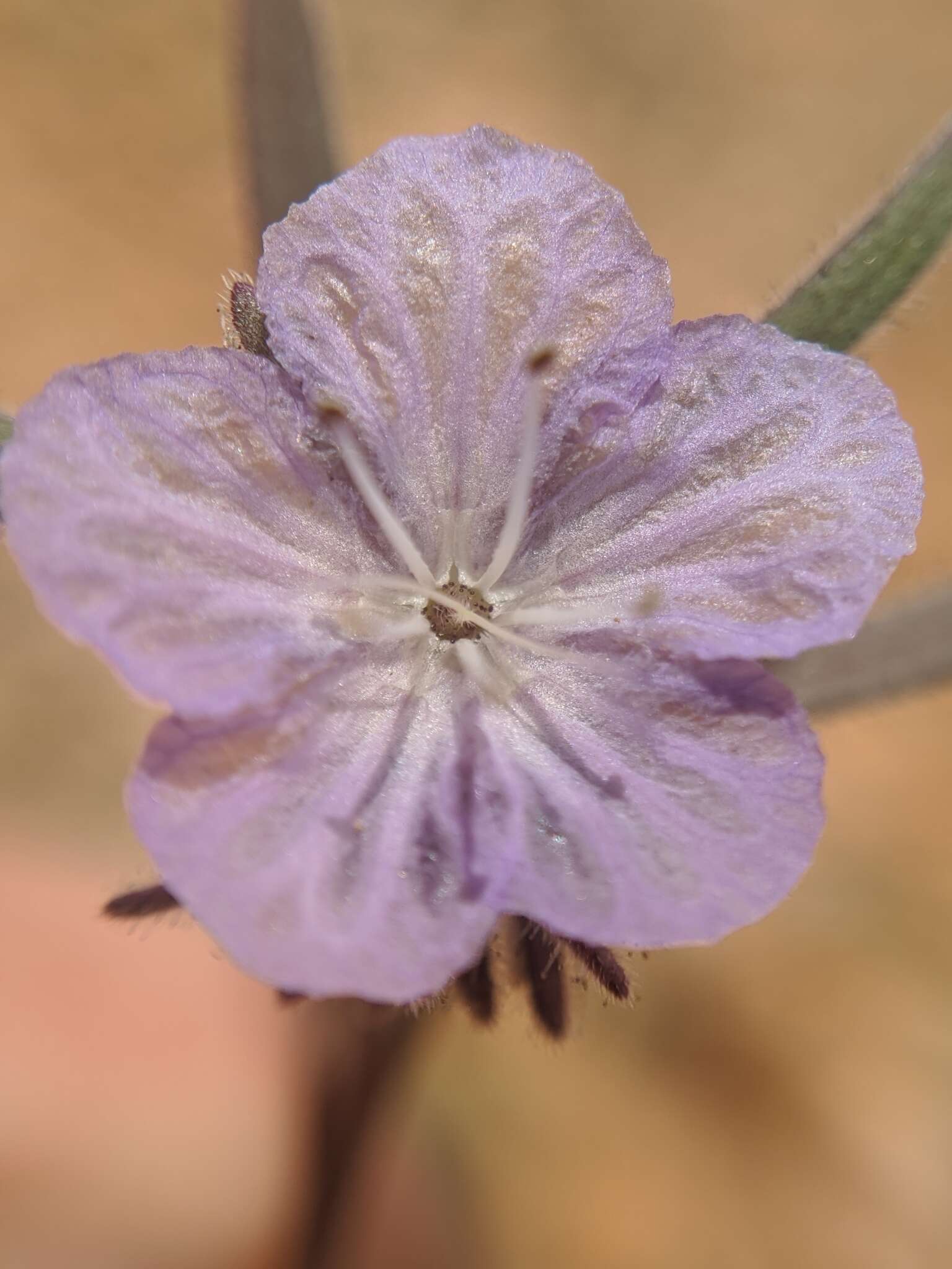 Phacelia exilis (A. Gray) G. J. Lee的圖片