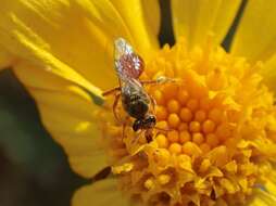 Plancia ëd Lasioglossum brisbanense (Cockerell 1918)