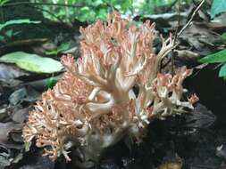 Image of Ramaria subbotrytis (Coker) Corner 1950