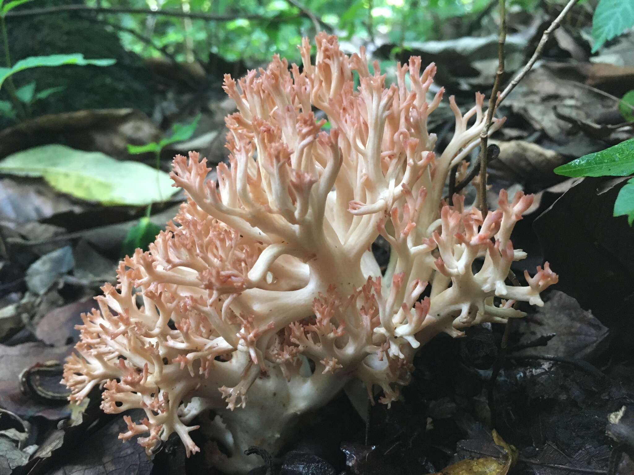 Image of Ramaria subbotrytis (Coker) Corner 1950