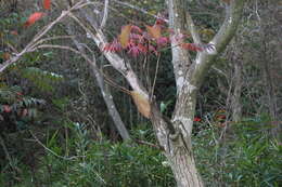 Image of wax tree