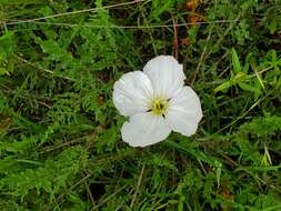 Imagem de Oenothera acaulis Cav.