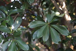 Image de Lithocarpus edulis (Makino) Nakai