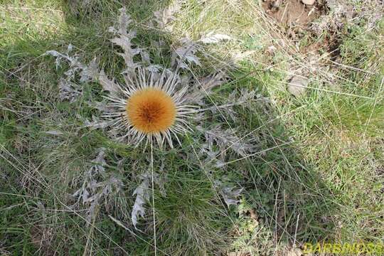 Image of Carlina acanthifolia All.