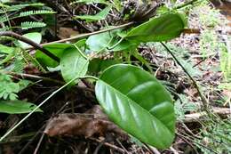 Image of Passiflora jussieui Feuillet