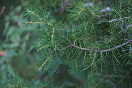 Слика од Juniperus rigida Siebold & Zucc.