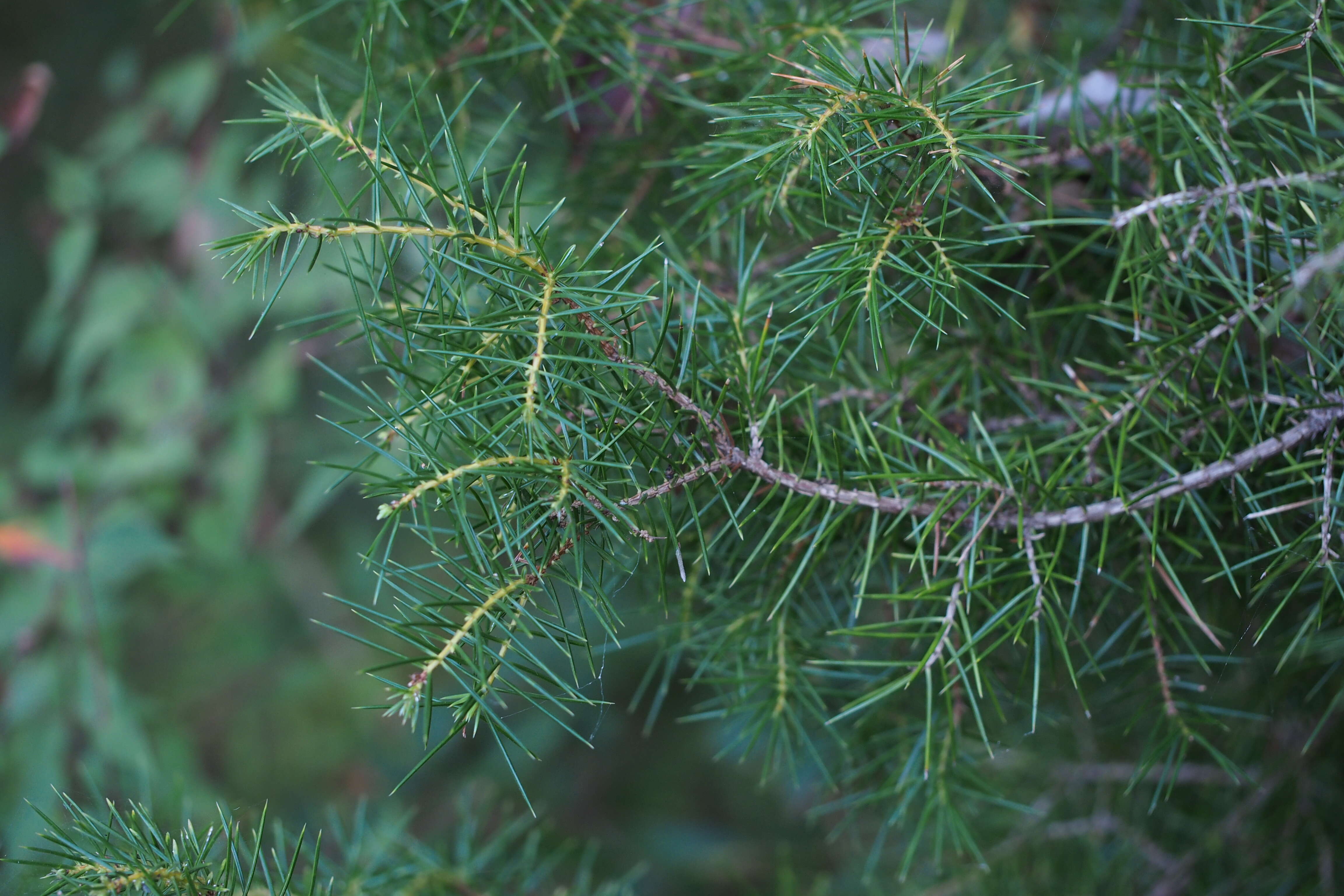 Слика од Juniperus rigida Siebold & Zucc.