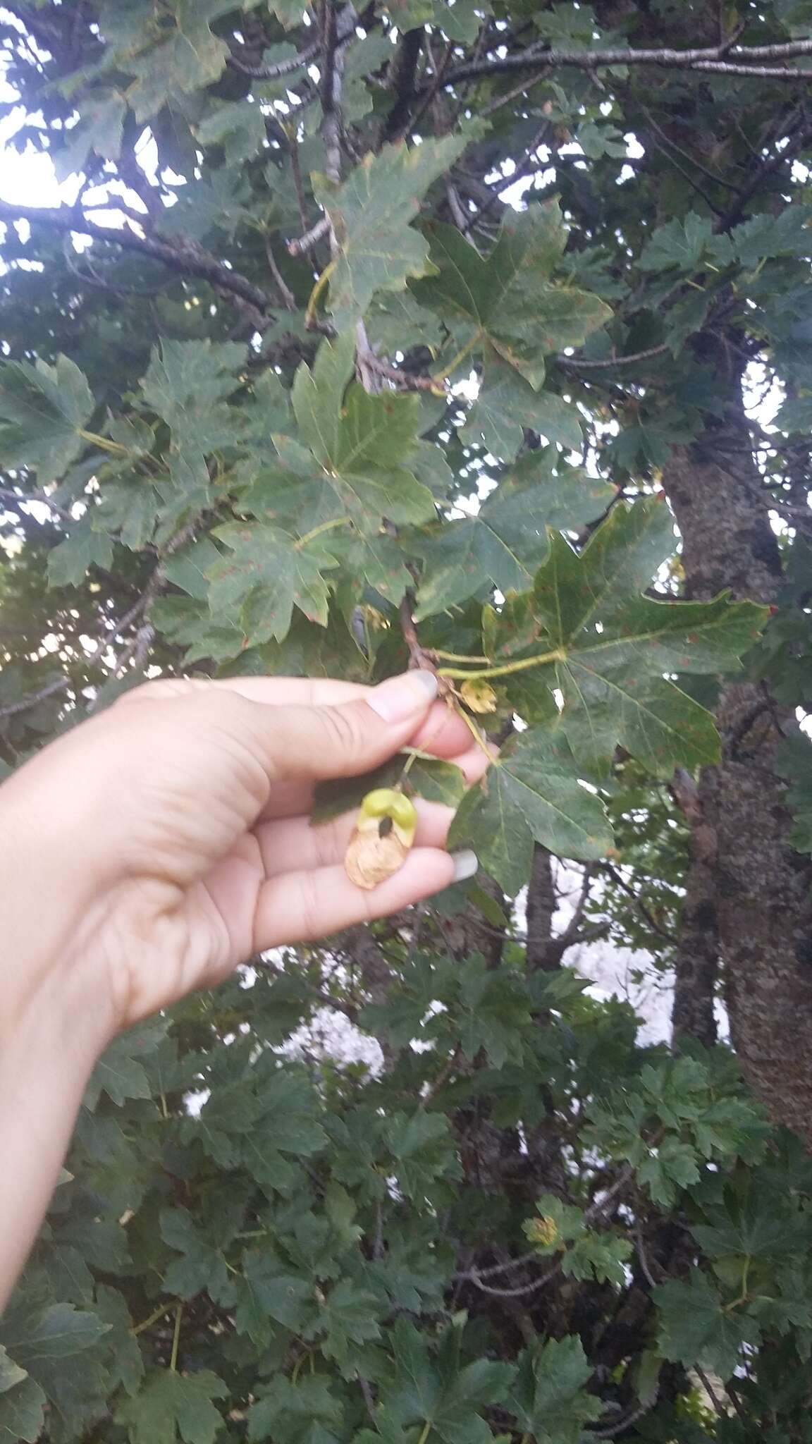 Acer hyrcanum subsp. stevenii (Pojark.) E. Murray的圖片