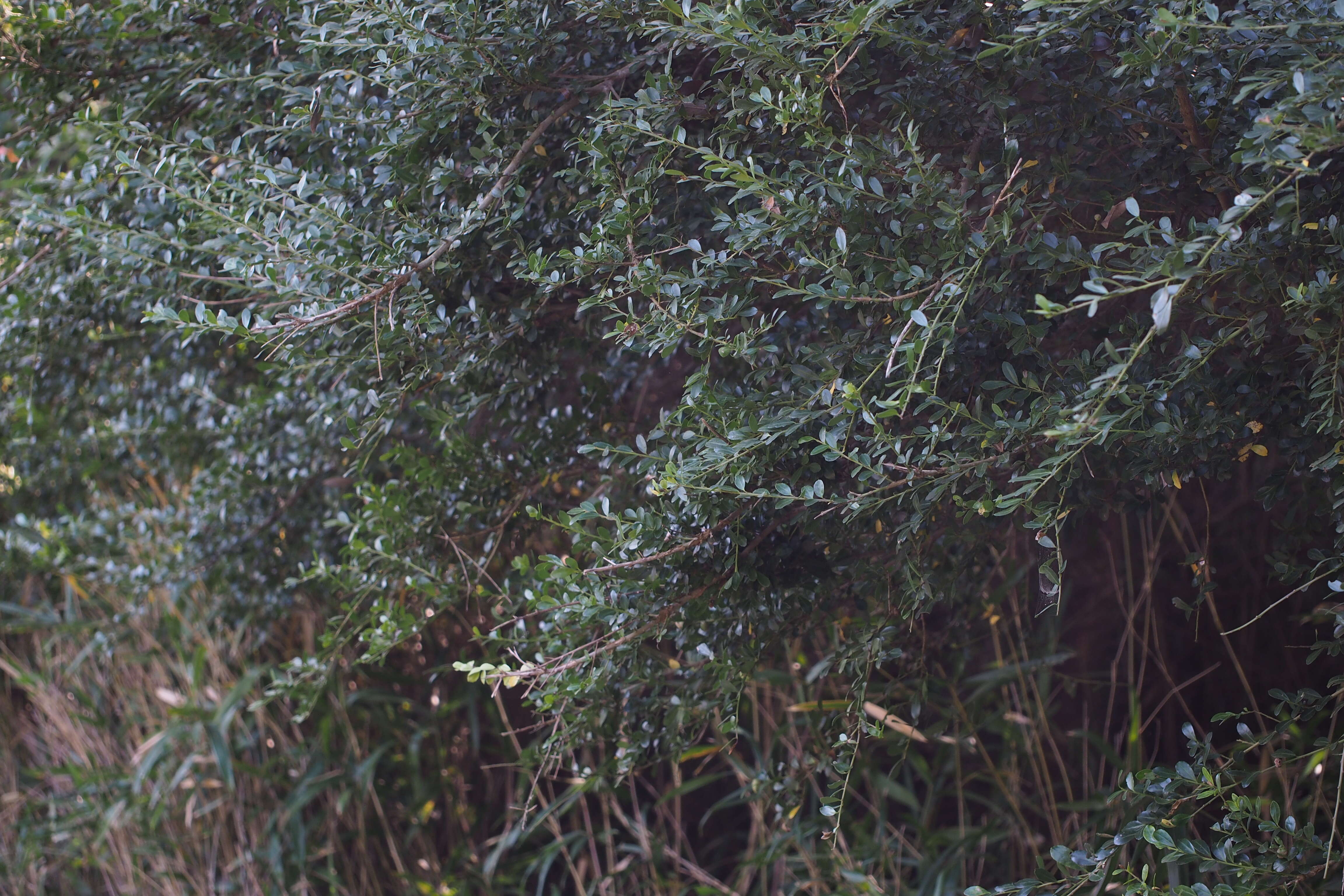 Image of Japanese holly