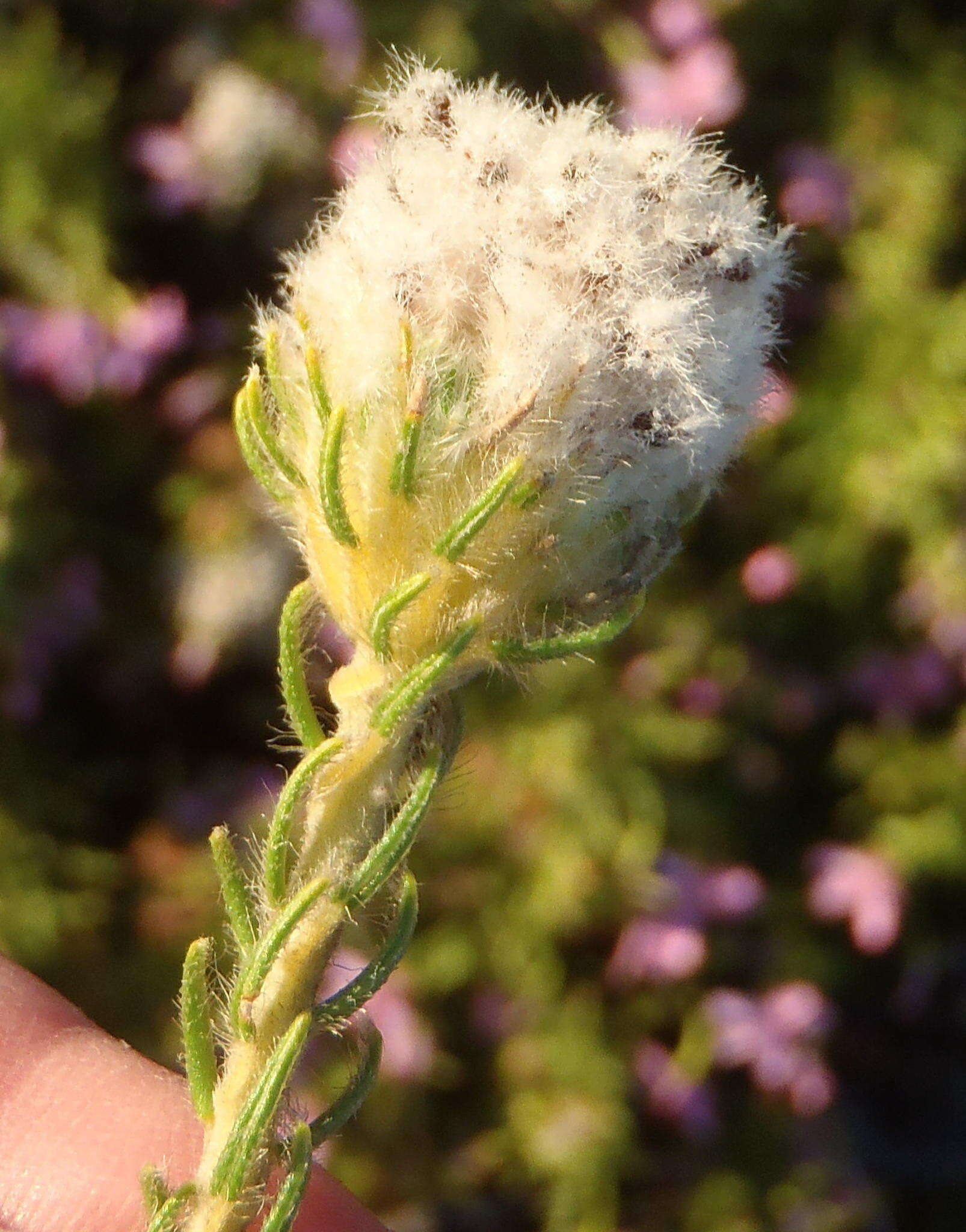 Image of Phylica nigromontana Pillans