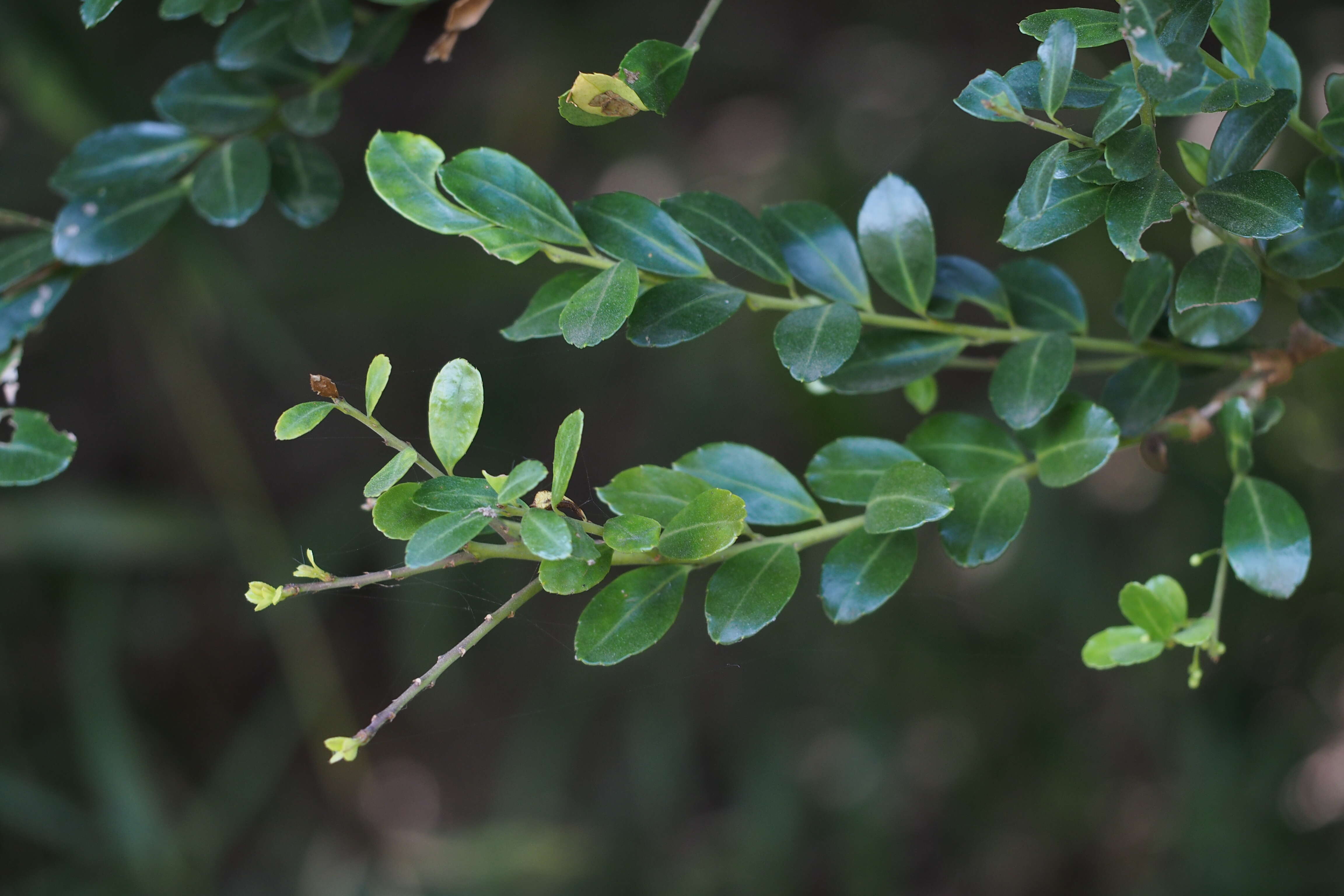 Image of Japanese holly