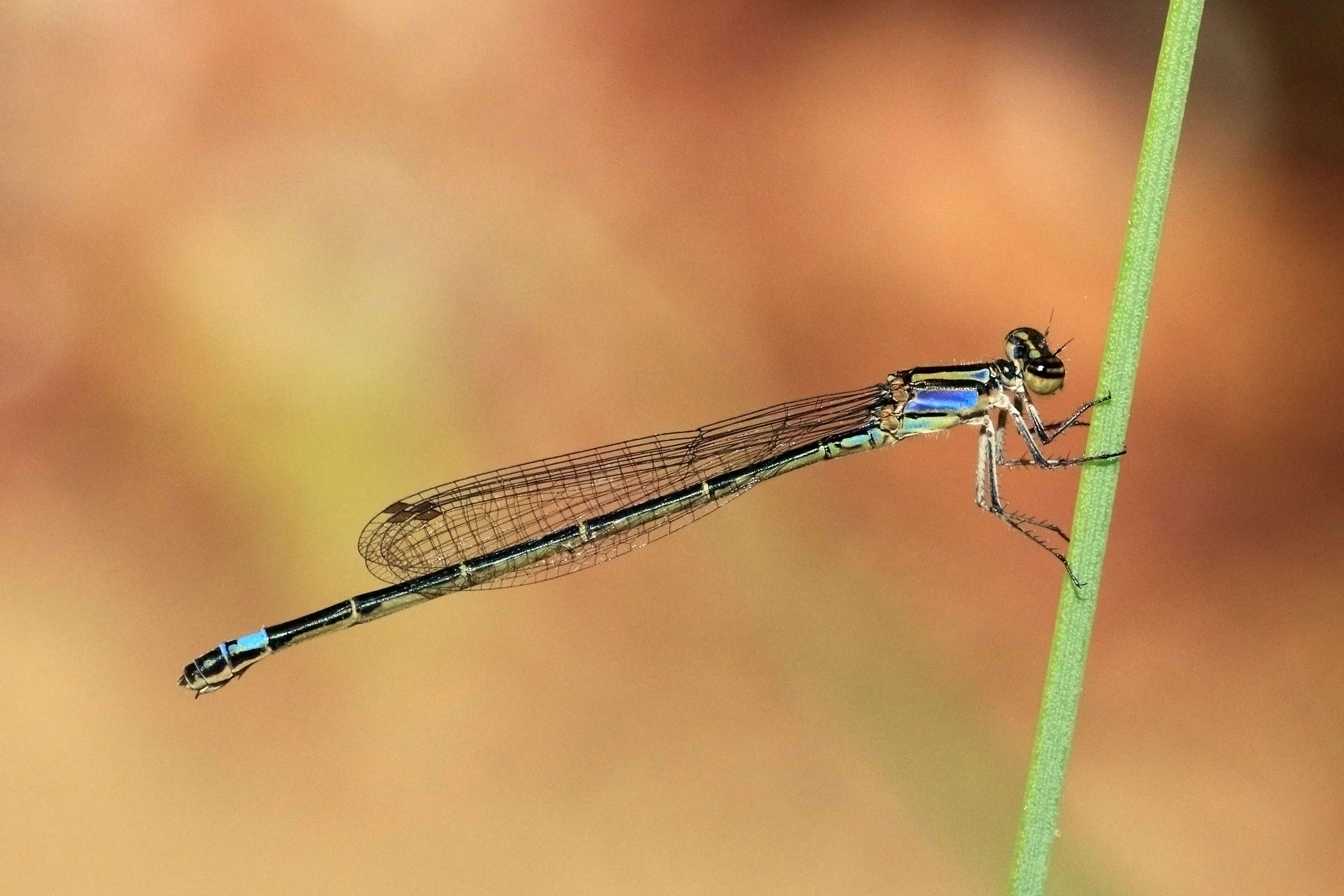 Image of Purple Bluet