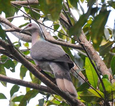 Image of Ring-tailed Pigeon