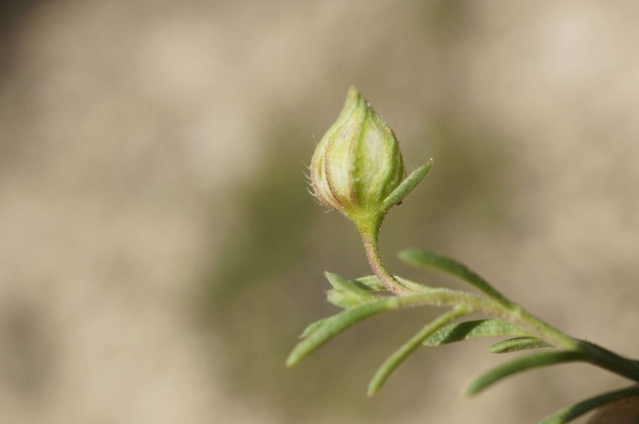 Image of sprawling needle sunrose