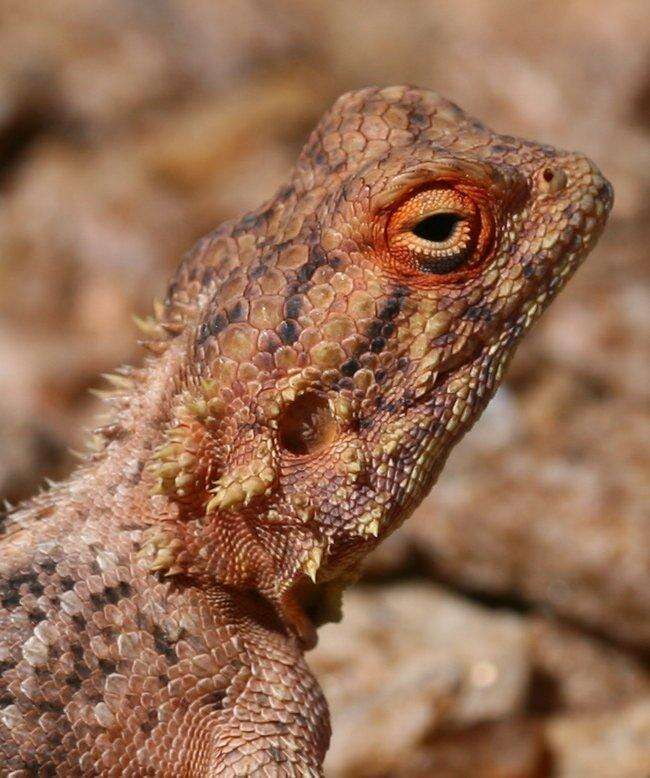 Image of Anchieta's Agama