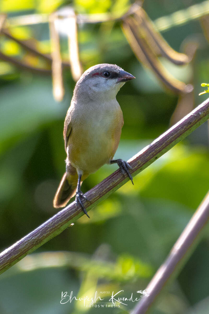 Image of Crimson-rumped Waxbill