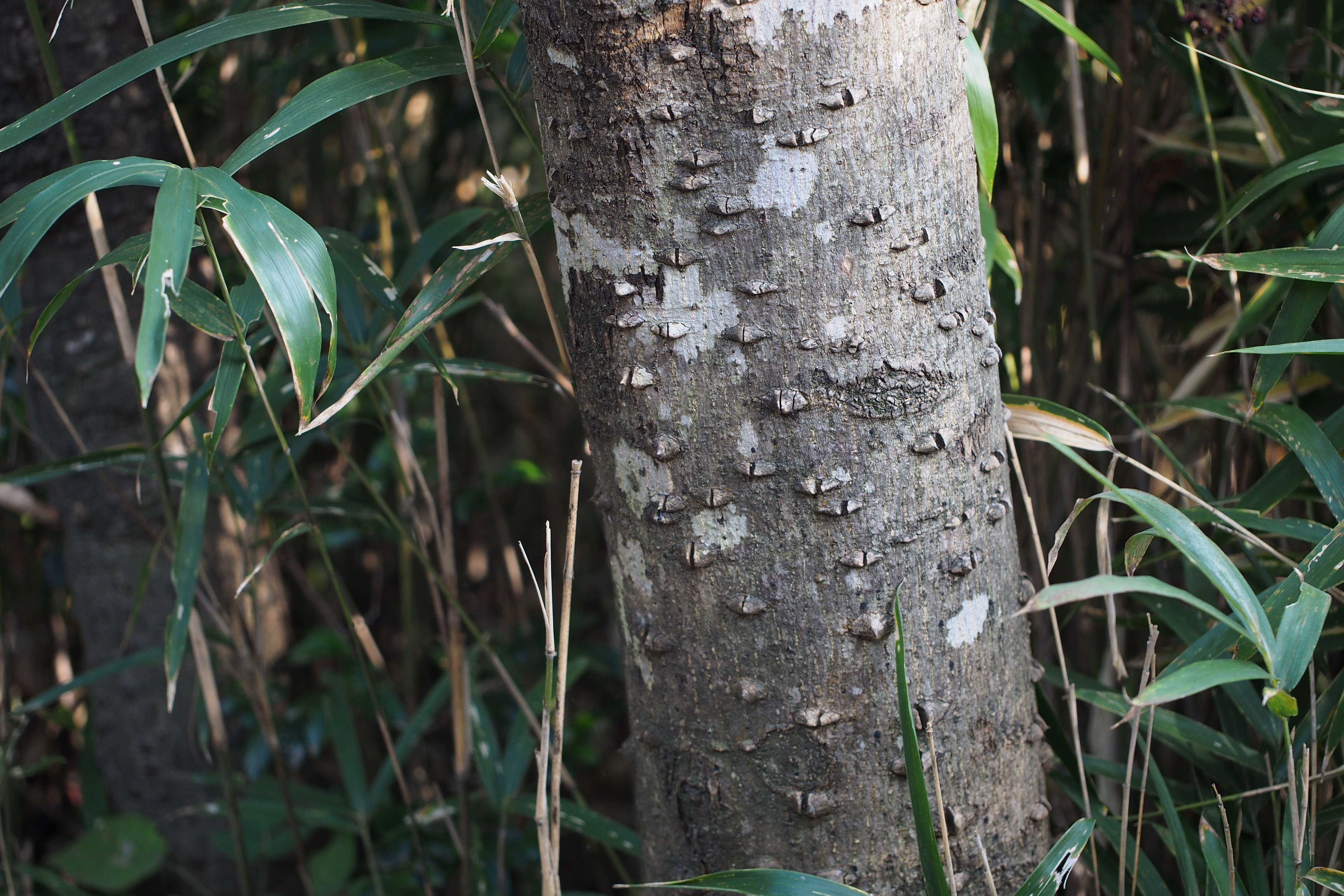 Слика од Zanthoxylum ailanthoides Siebold & Zucc.