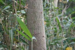 Image de Aphananthe aspera (Thunb.) Planch.