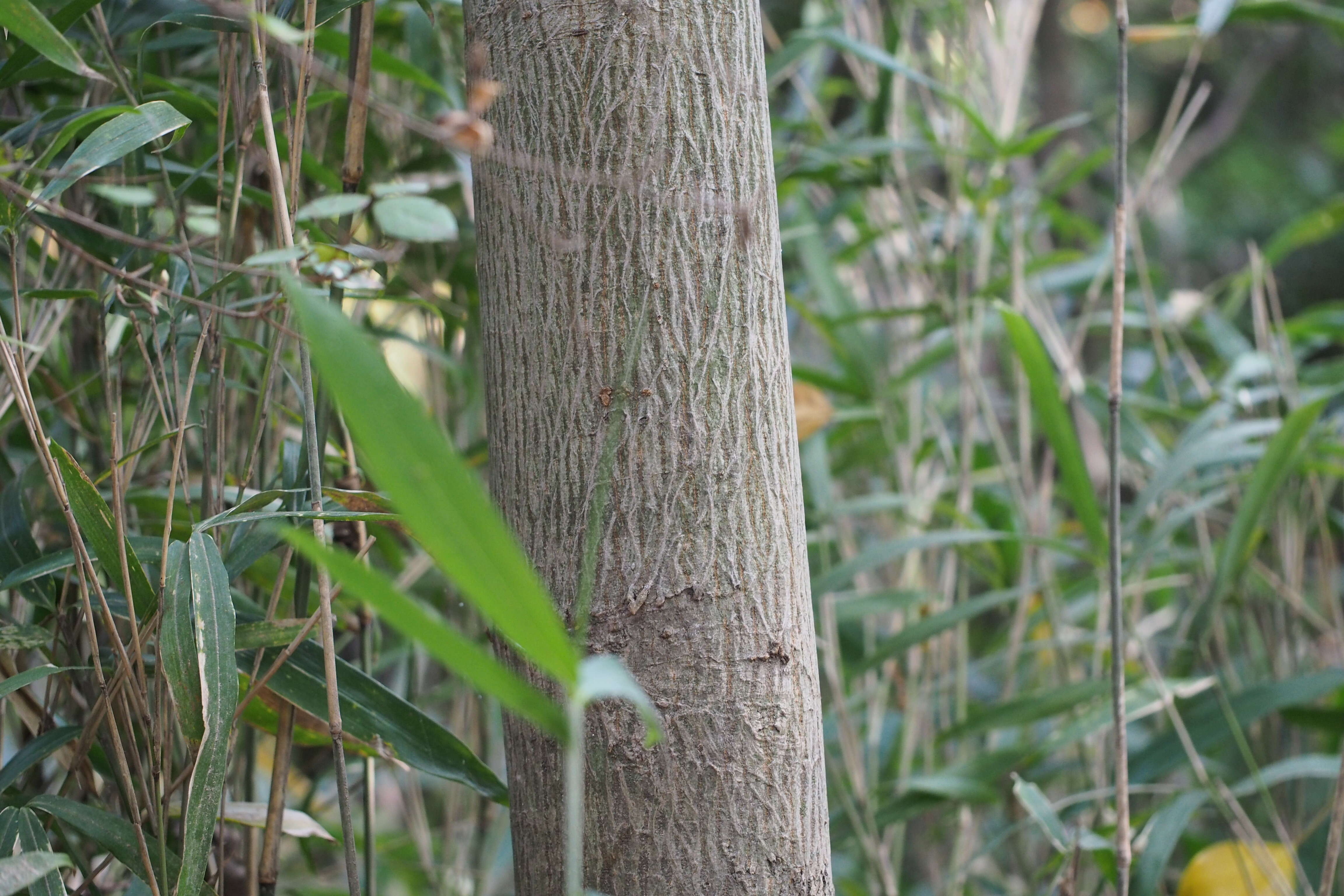 Image de Aphananthe aspera (Thunb.) Planch.