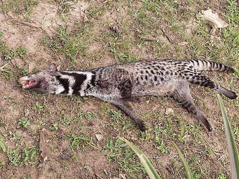 Image of Oriental Civet