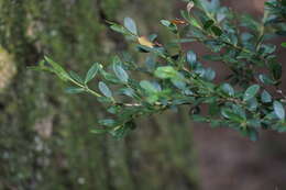 Image of Japanese holly