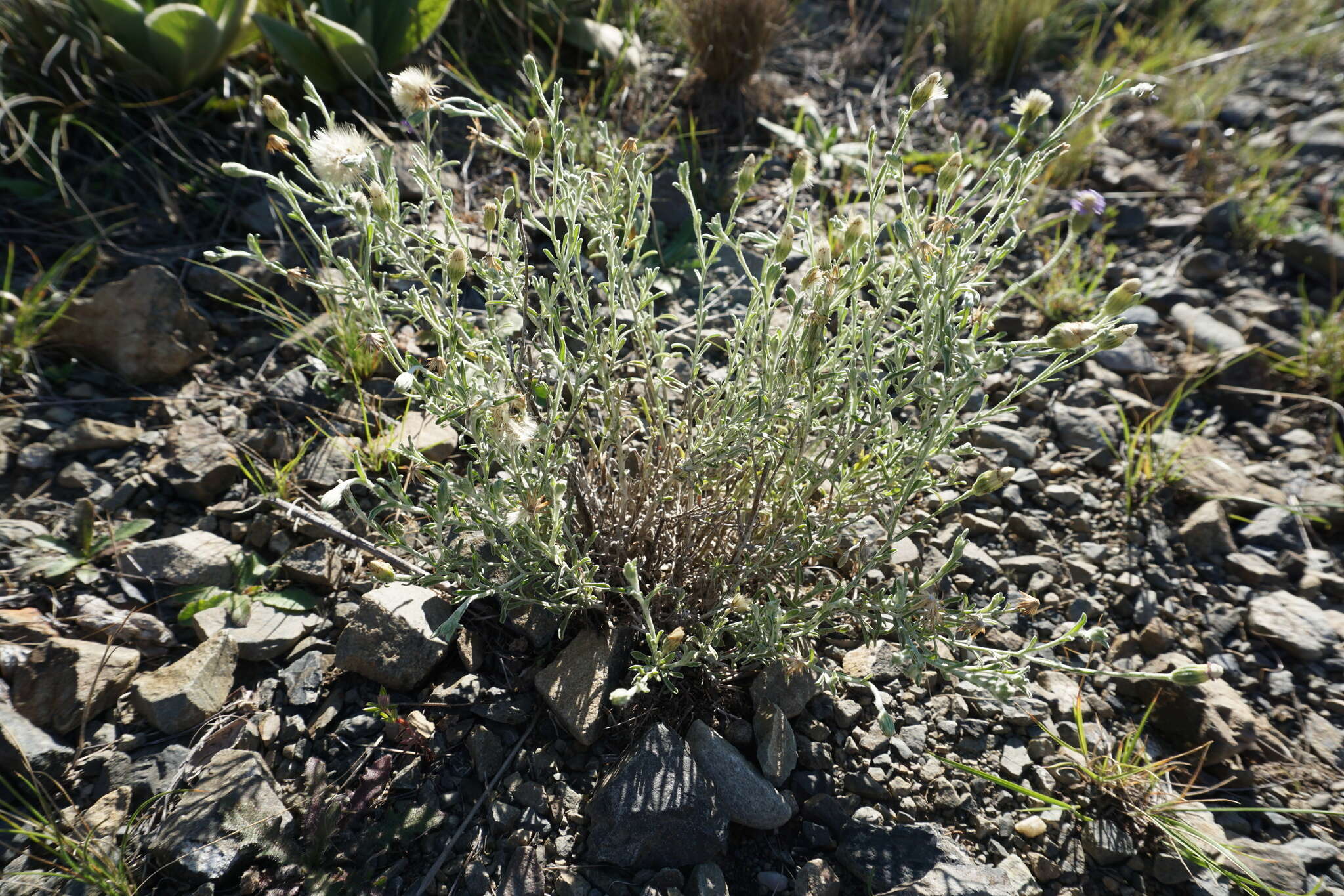 Imagem de Vittadinia gracilis (Hook. fil.) N. T. Burb.