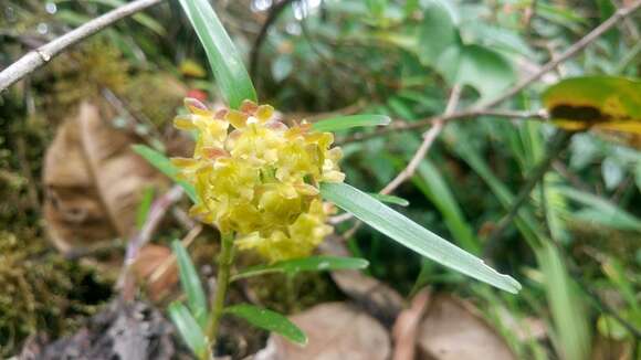 Image of Epidendrum microdiothoneum Hágsater & Dodson