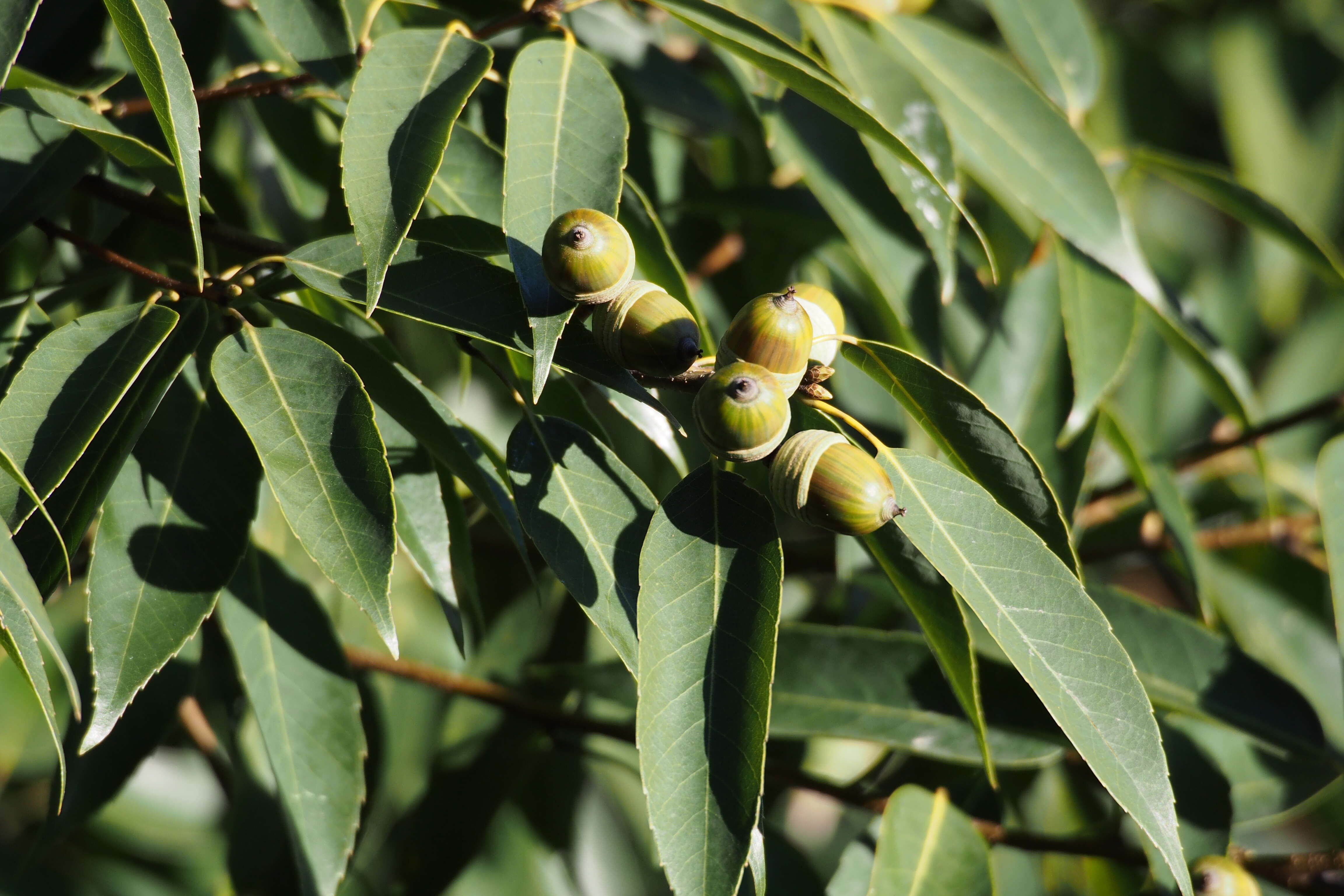 صورة Quercus myrsinifolia Blume