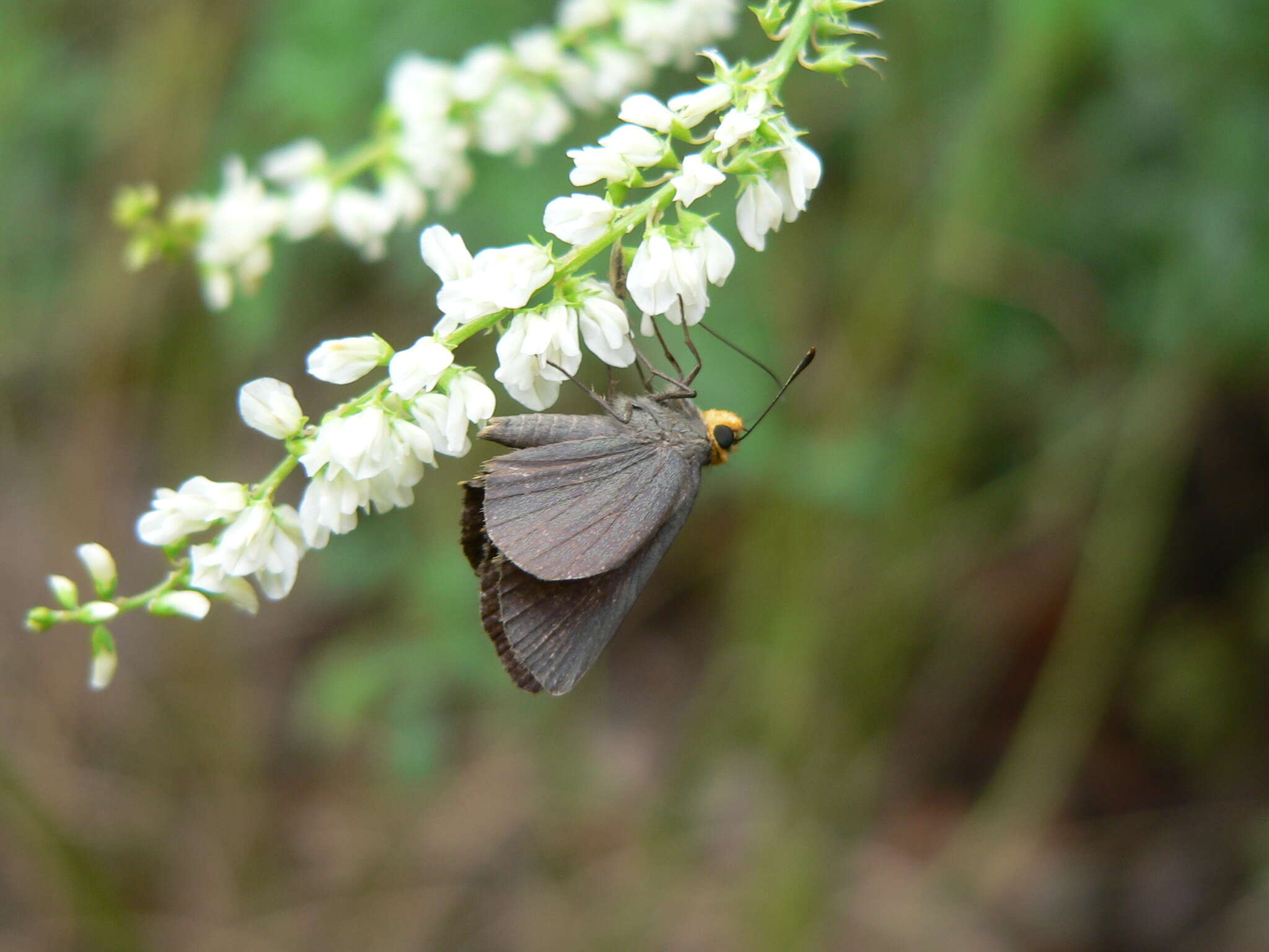 Sivun Amblyscirtes fimbriata (Plötz 1882) kuva