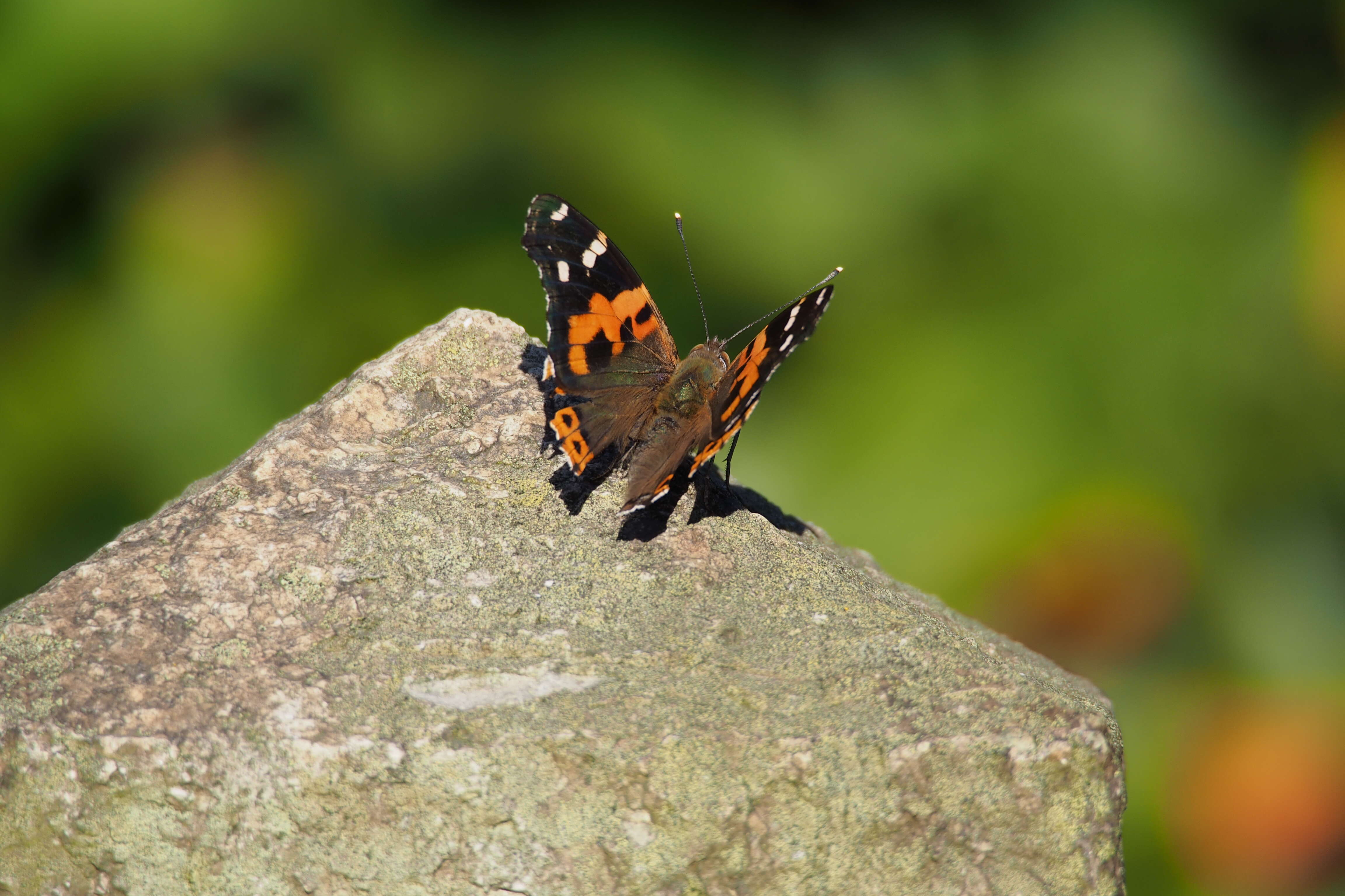 Image of Asian Admiral