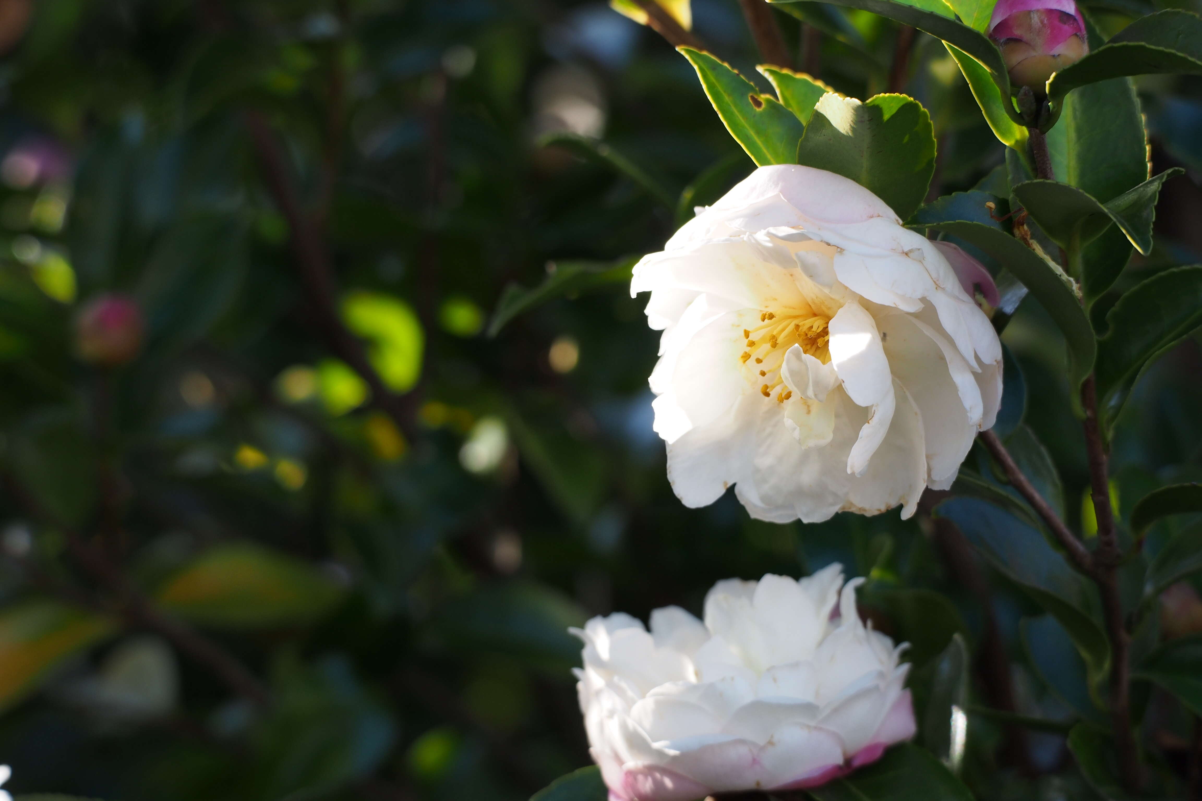 Image of Camellia sasanqua