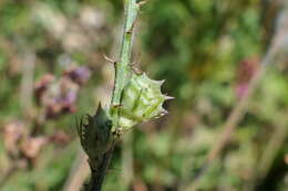 Imagem de Onobrychis oxyodonta Boiss.