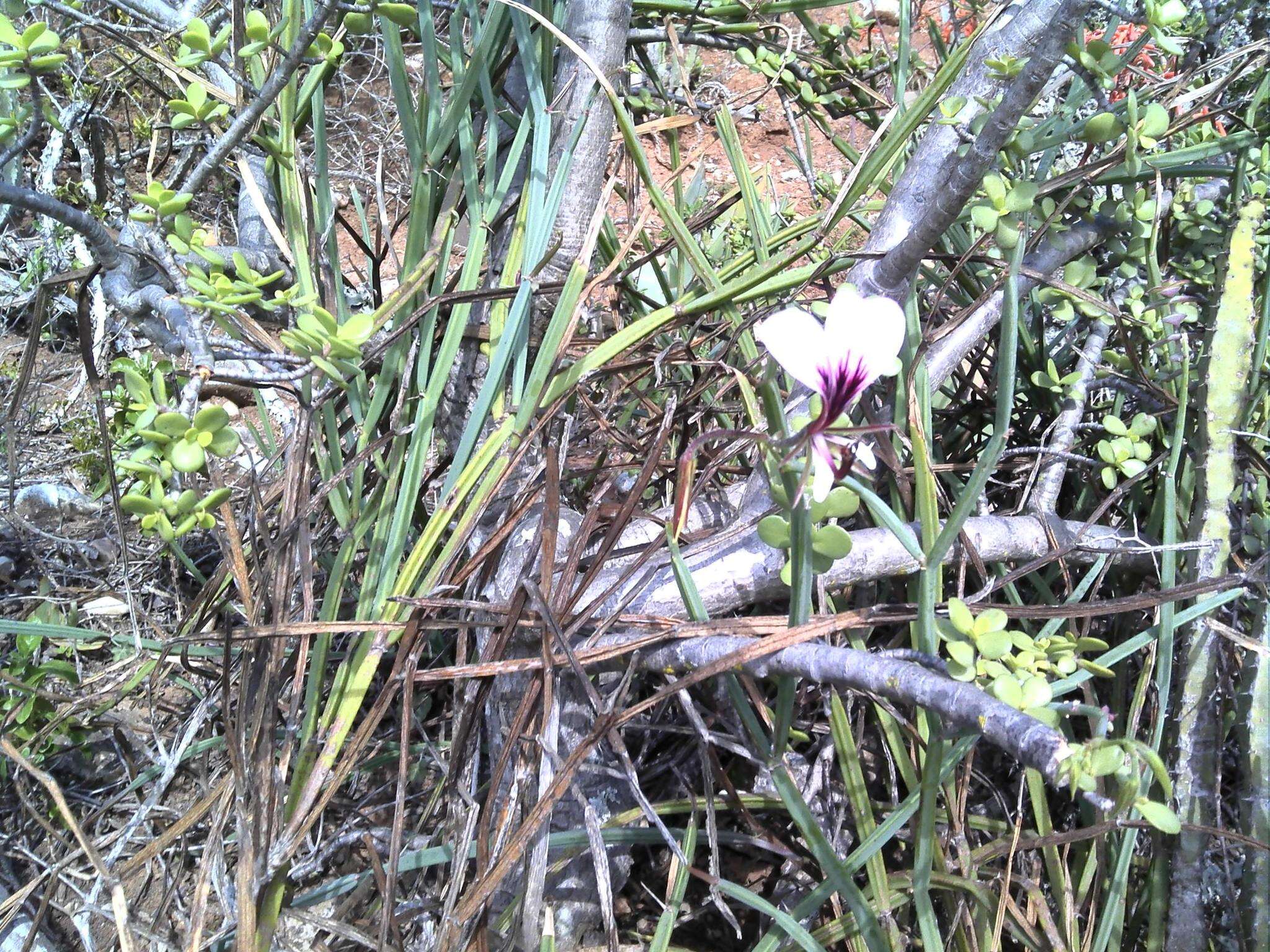 Image of Pelargonium tetragonum (L. fil.) L'Her.