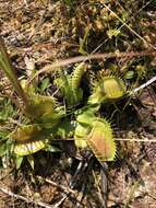 Image of Dionaea