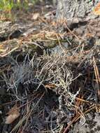 Image of cup lichen