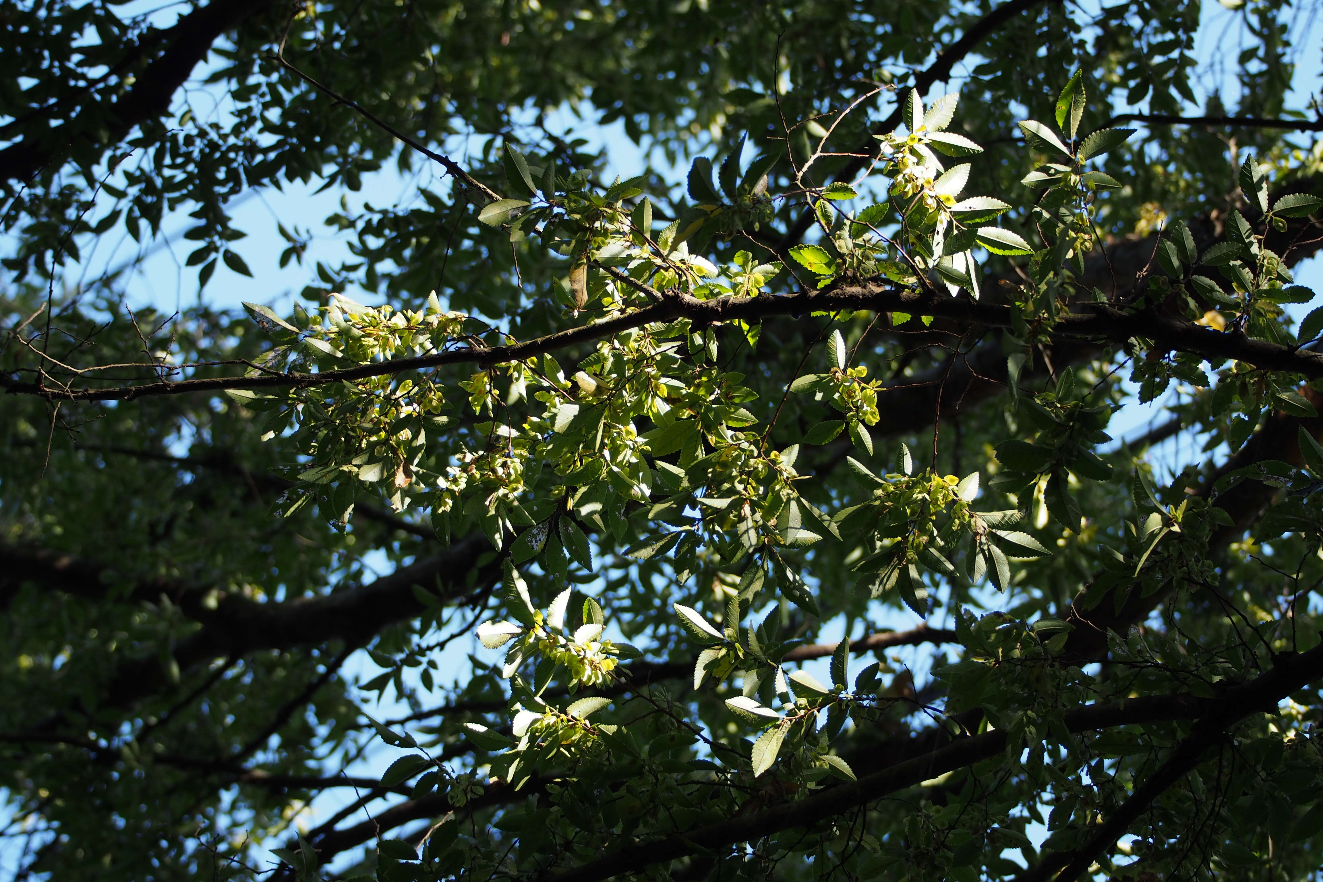 Image of Chinese elm