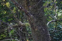 Image of Chinese elm