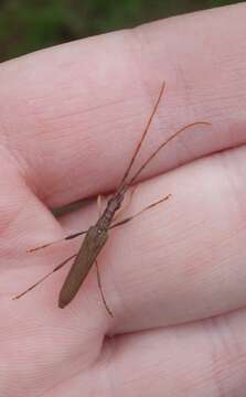 Image of Calliprason pallidus (Pascoe 1875)