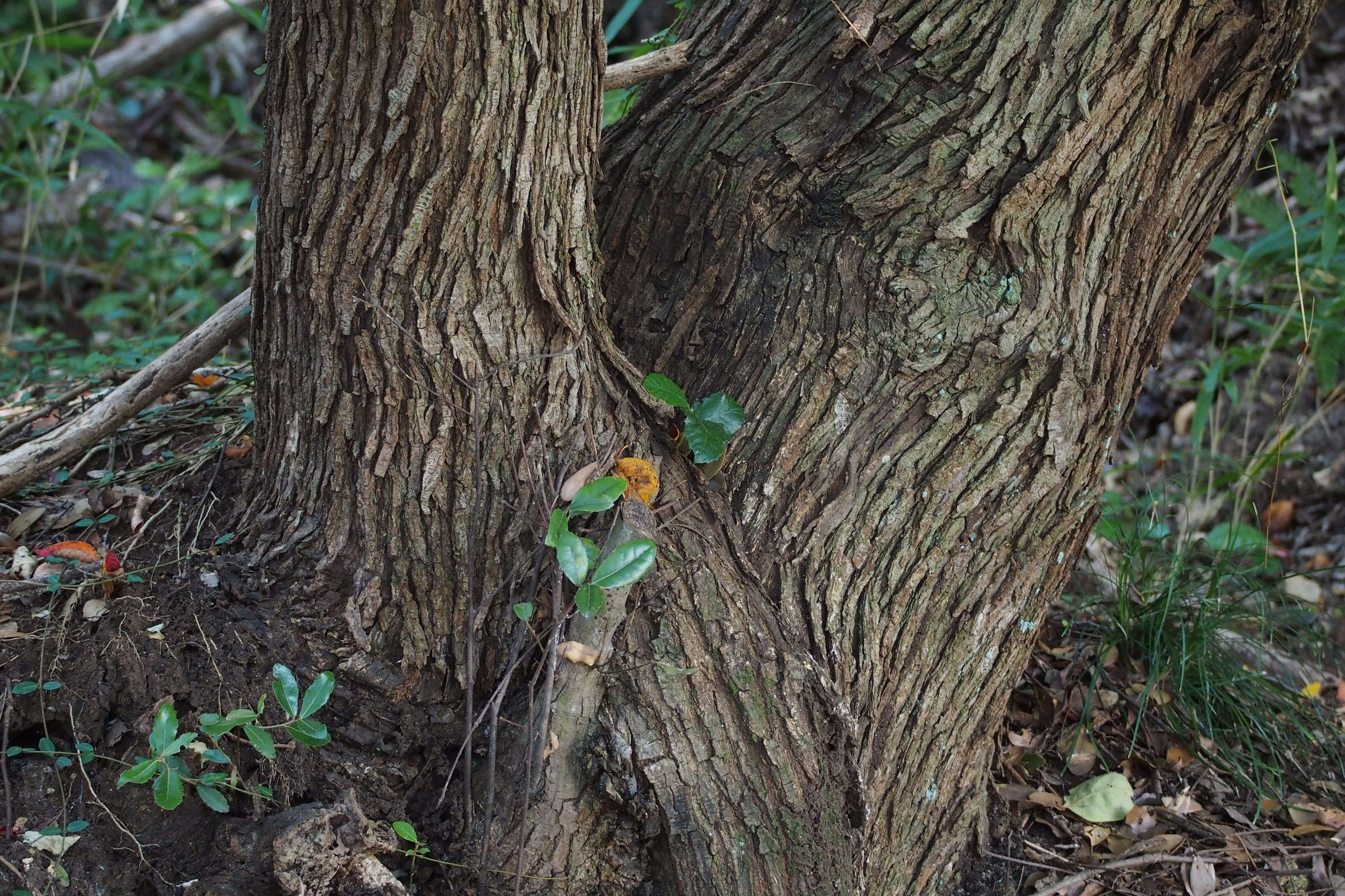 Image of <i>Quercus phillyraeoides</i>