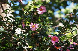 Image of Camellia sasanqua