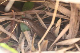 Image of Trachylepis tandrefana (Nussbaum, Raxworthy & Ramanamanjato 1999)