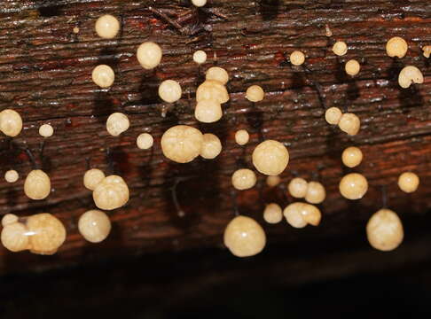 Image of Marasmius alveolaris Cleland 1927