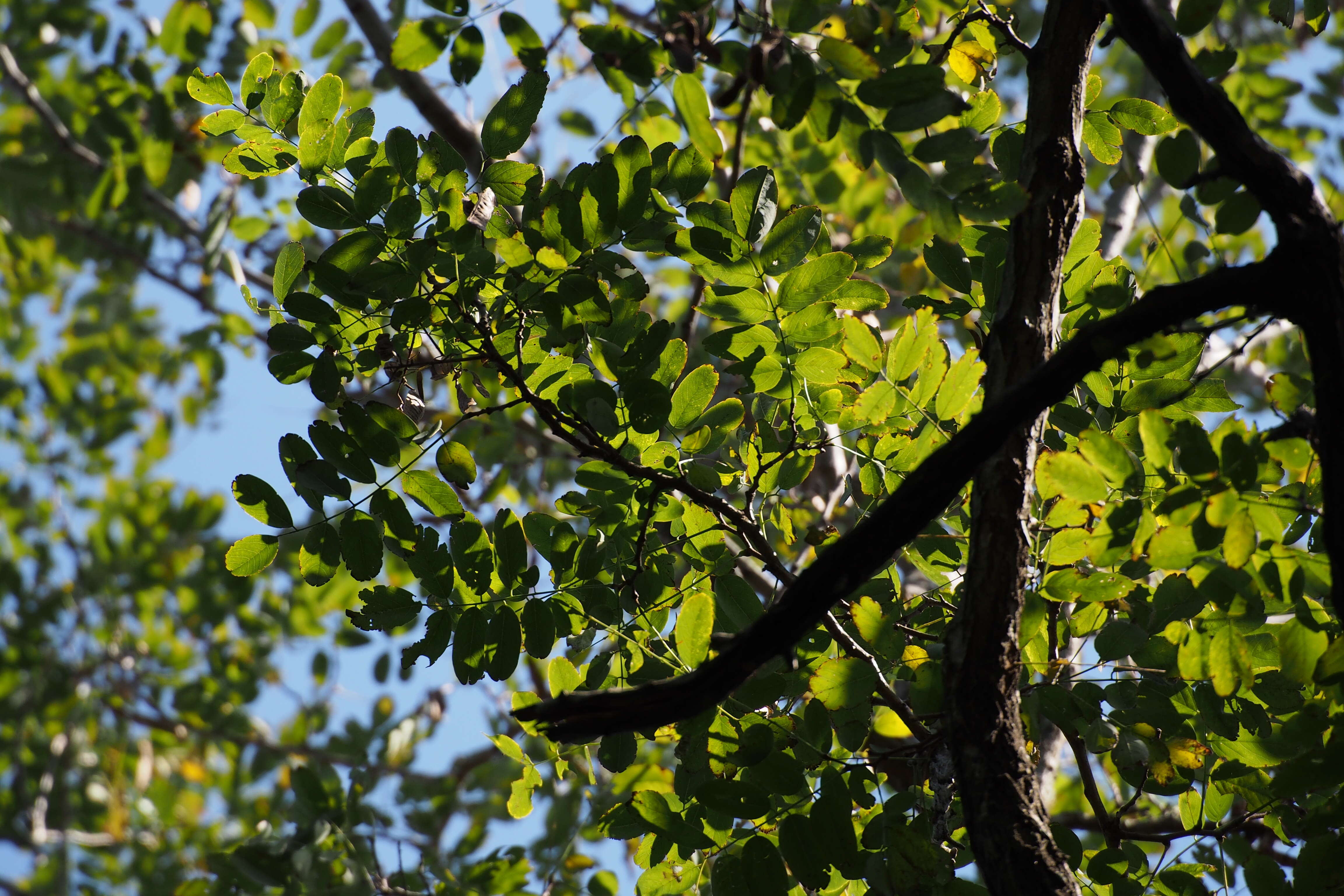 Image of black locust