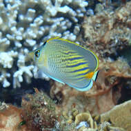 Image of Dot and dash Butterflyfish