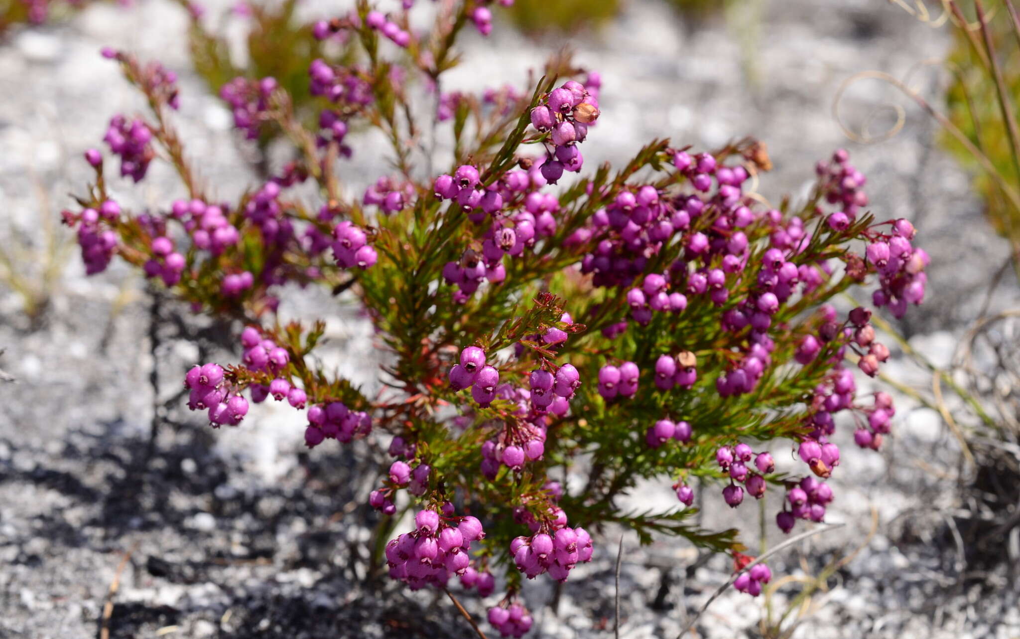 Image of Erica multumbellifera Tausch