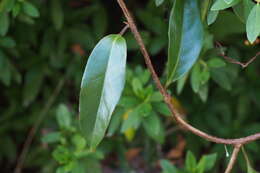 Image de Kadsura japonica (L. fil.) Dun.