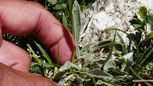 Image de Antennaria carpatica (Wahlenb.) Bluff & Fing.