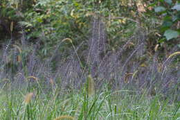 Imagem de Pennisetum alopecuroides