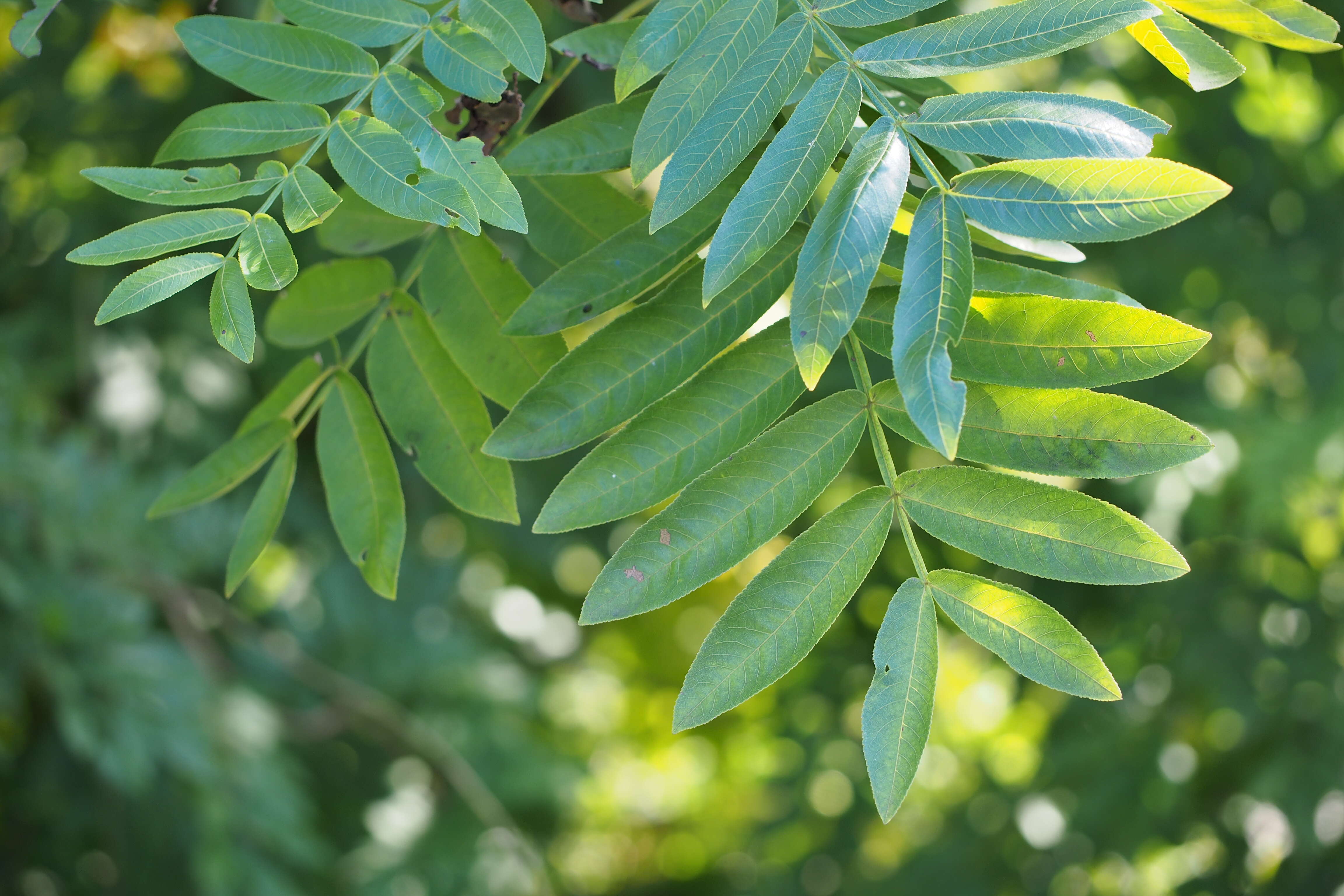 Слика од Pterocarya stenoptera C. DC.