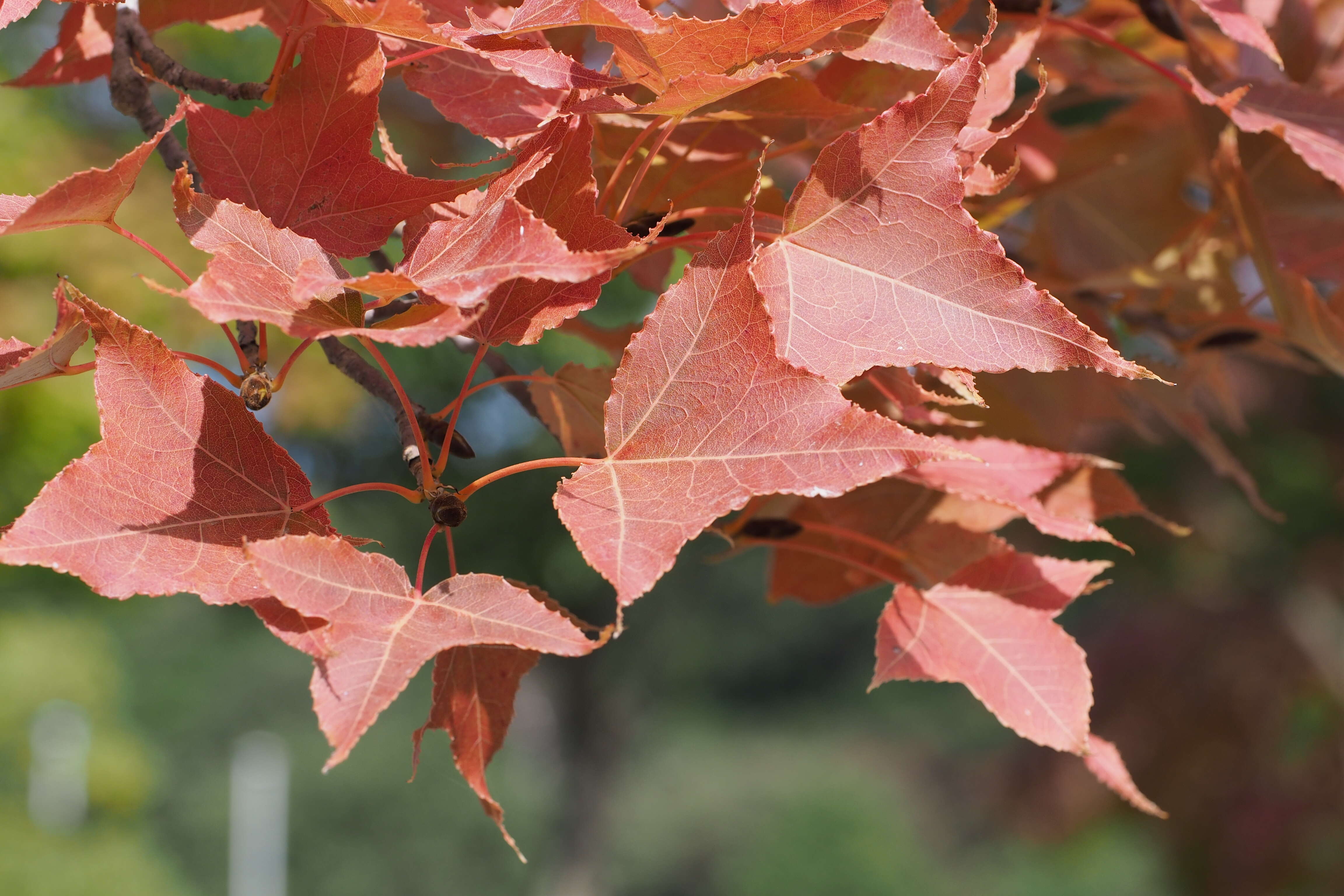 Image of Chinese Sweetgum